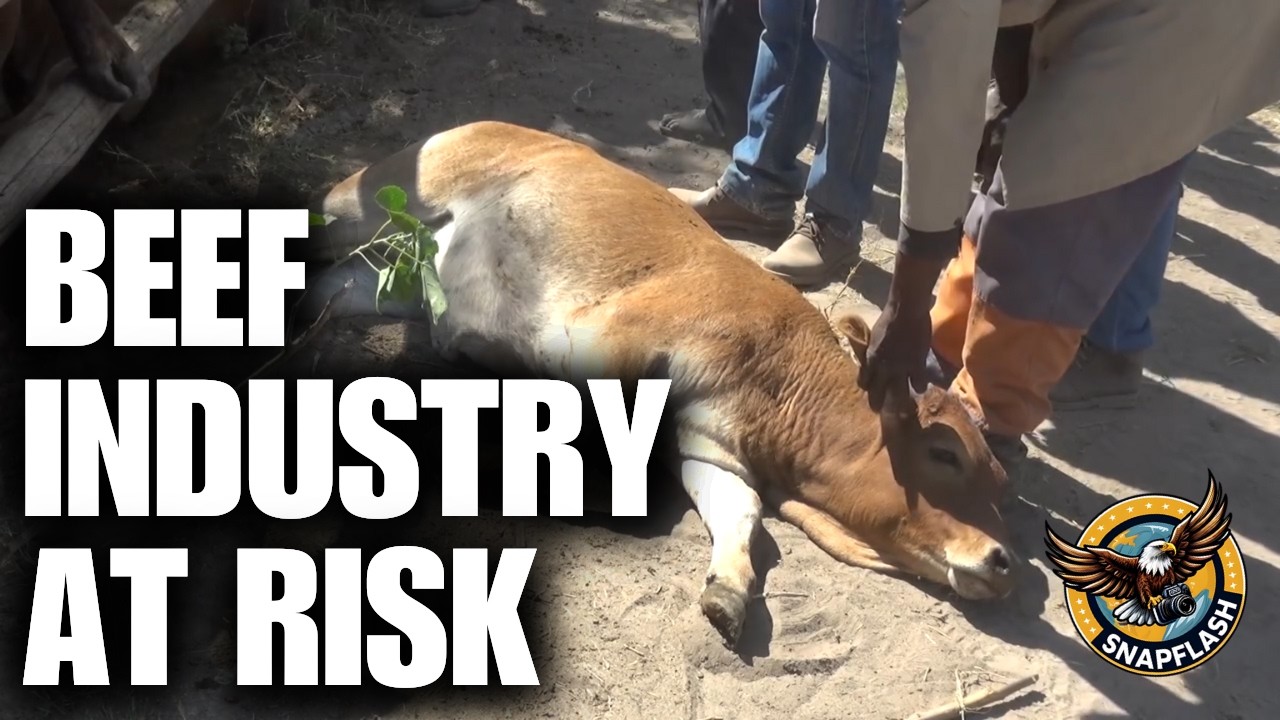 Foot and Mouth Disease Outbreak  Botswana on High Alert as Southern Africa Faces Crisis