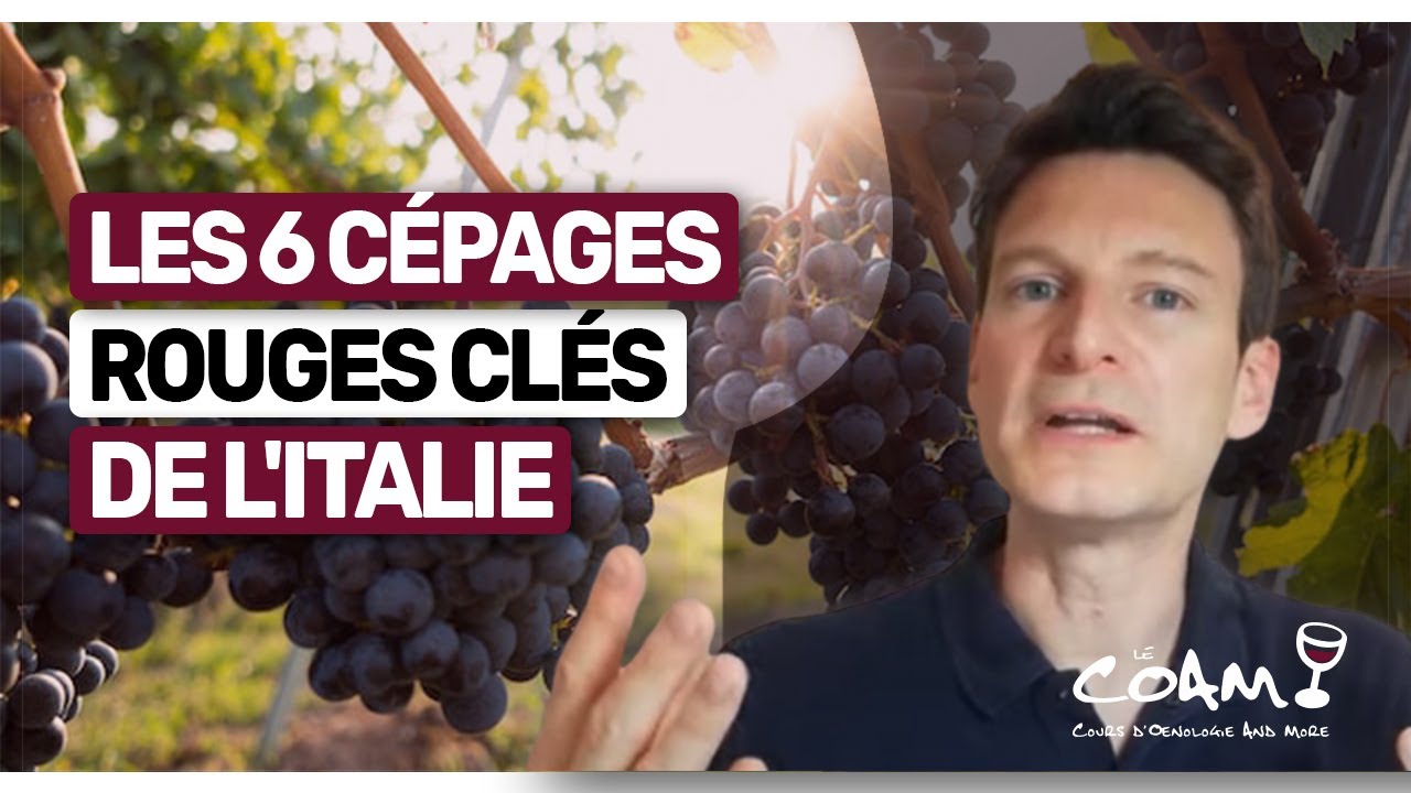 6 CÉPAGES Rouges Incontournables d'Italie à Découvrir