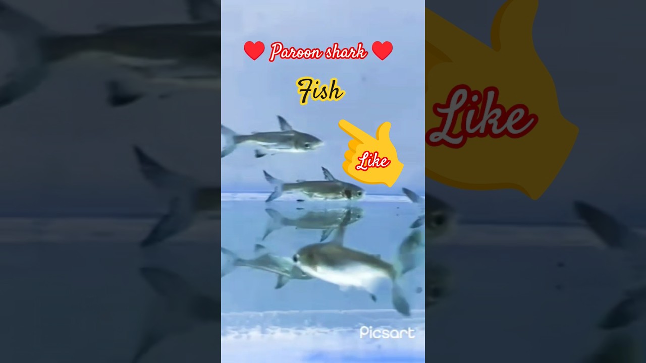Paroon shark 