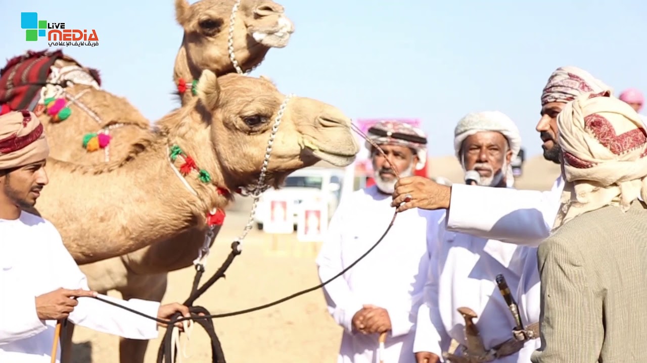 عرضة الهجن بولاية لوى بمناسبة العيد الوطني 49 المجيد