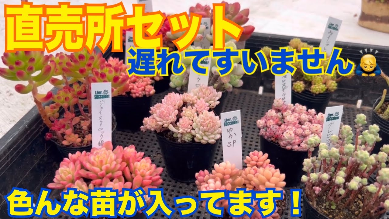 直売所セット✨遅れてすいません🙇‍♂️#多肉植物 #ガーデニング #通販 2026年2月24日