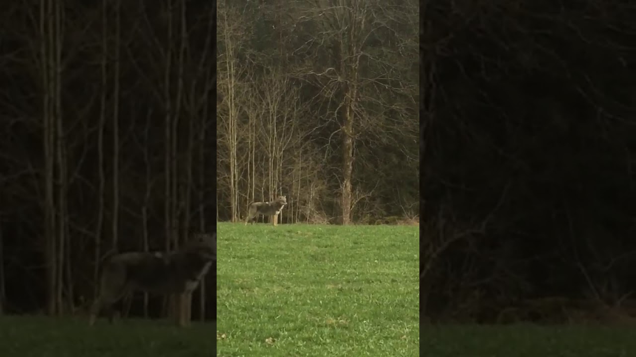 Landwirt sichtet Wolf bei Viechtach (Lkr. Regen)