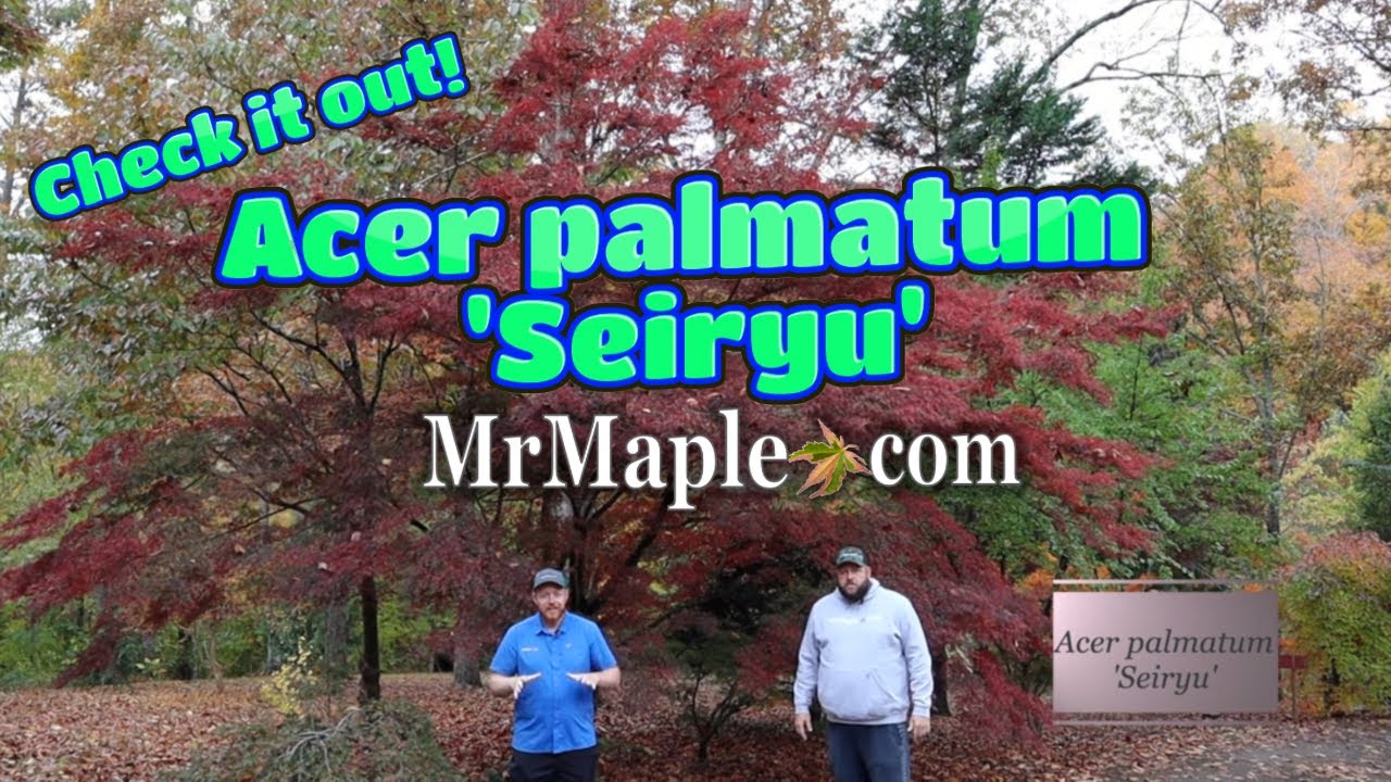 Клён японский Acer palmatum 'Seiryu' | Уголок коллекционера |