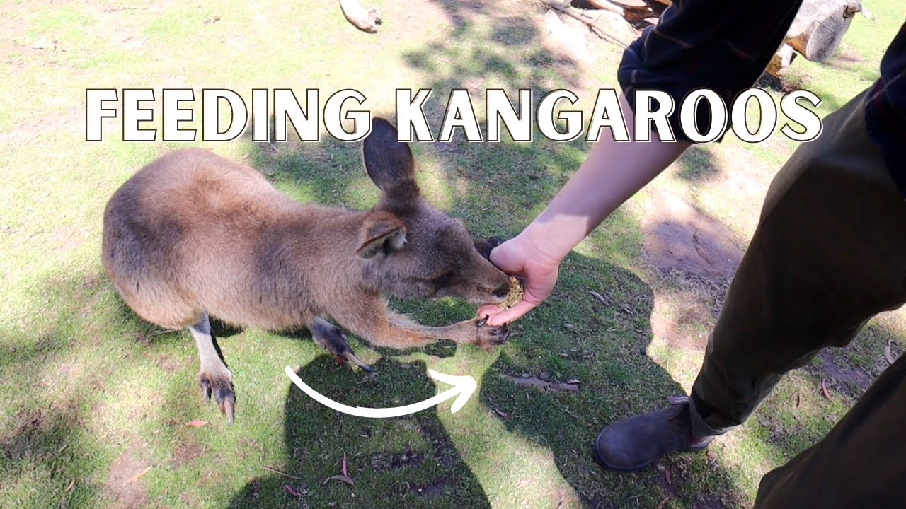Tasmania's BEST wildlife experiences + where to see penguins FOR FREE