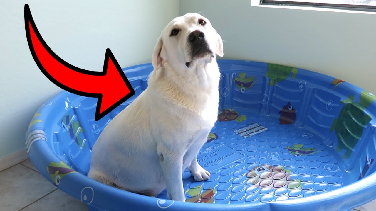 BUILDING MY PREGNANT DOG A NURSERY!!