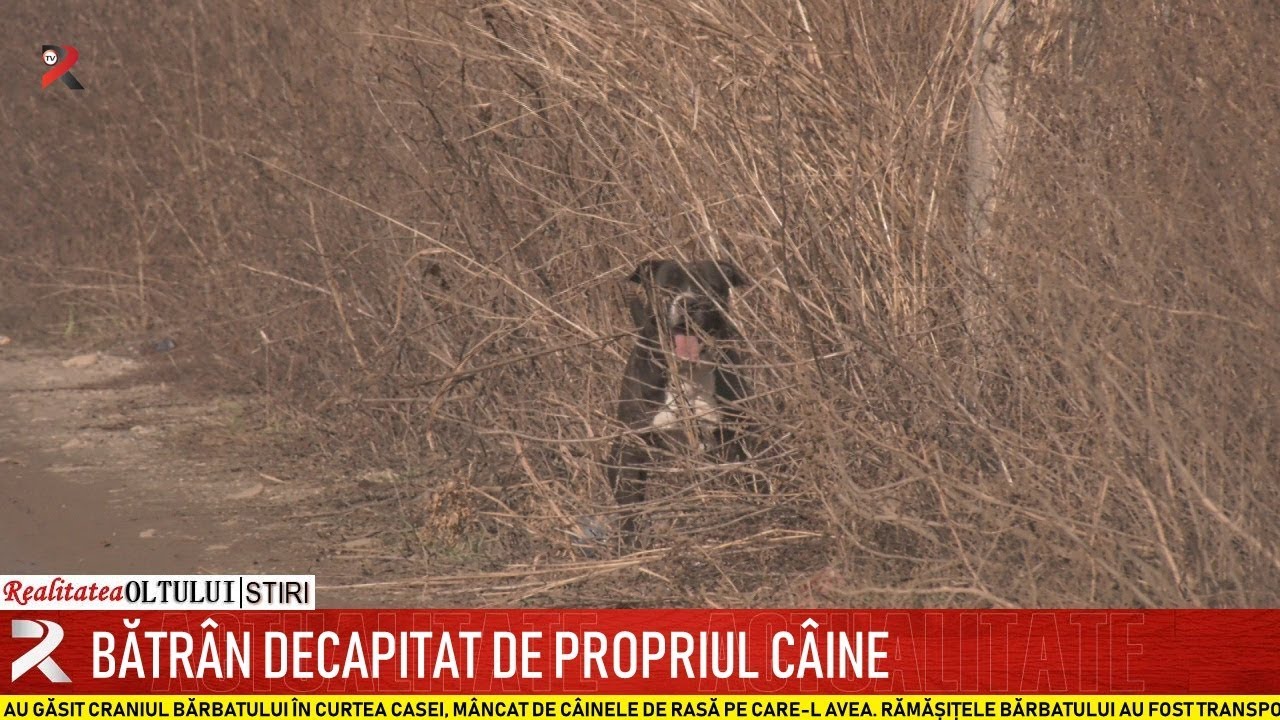 Bătrân decapitat de propriul câine