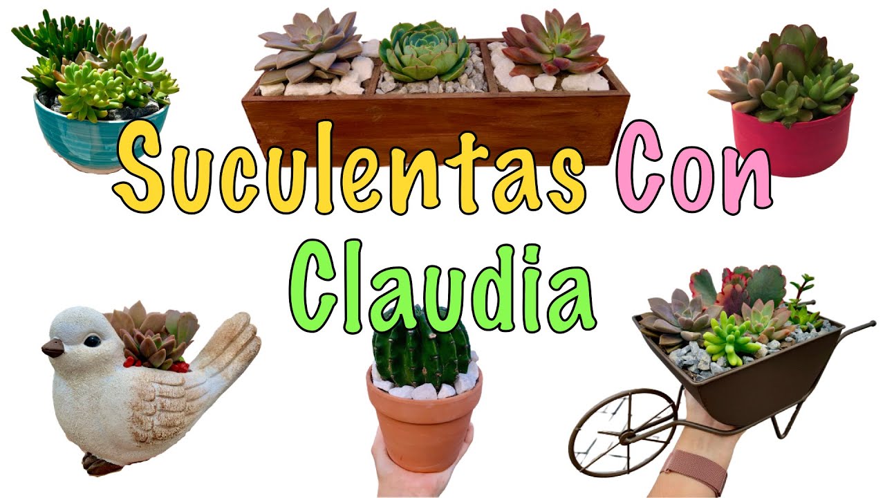 Suculentas Con Claudia 1 🌵 | Succulents With Claudia 1