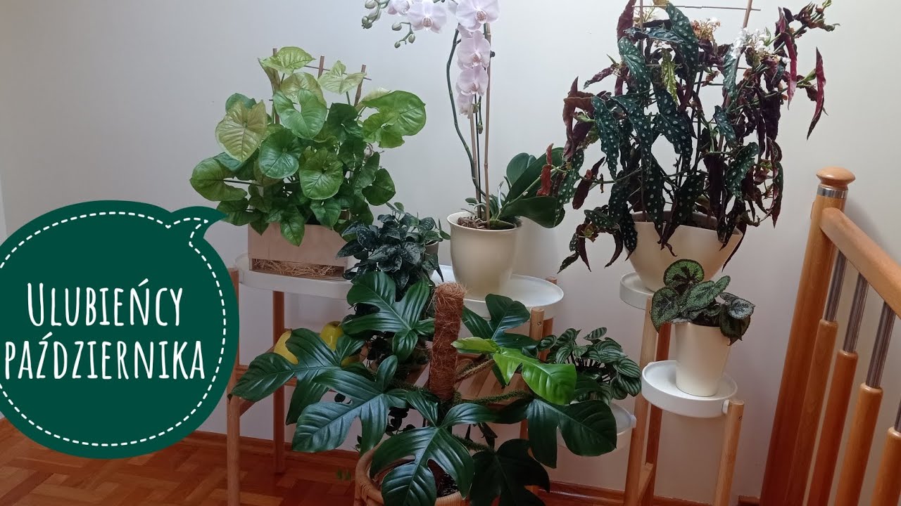 Ulubieńcy października 🍀💚
