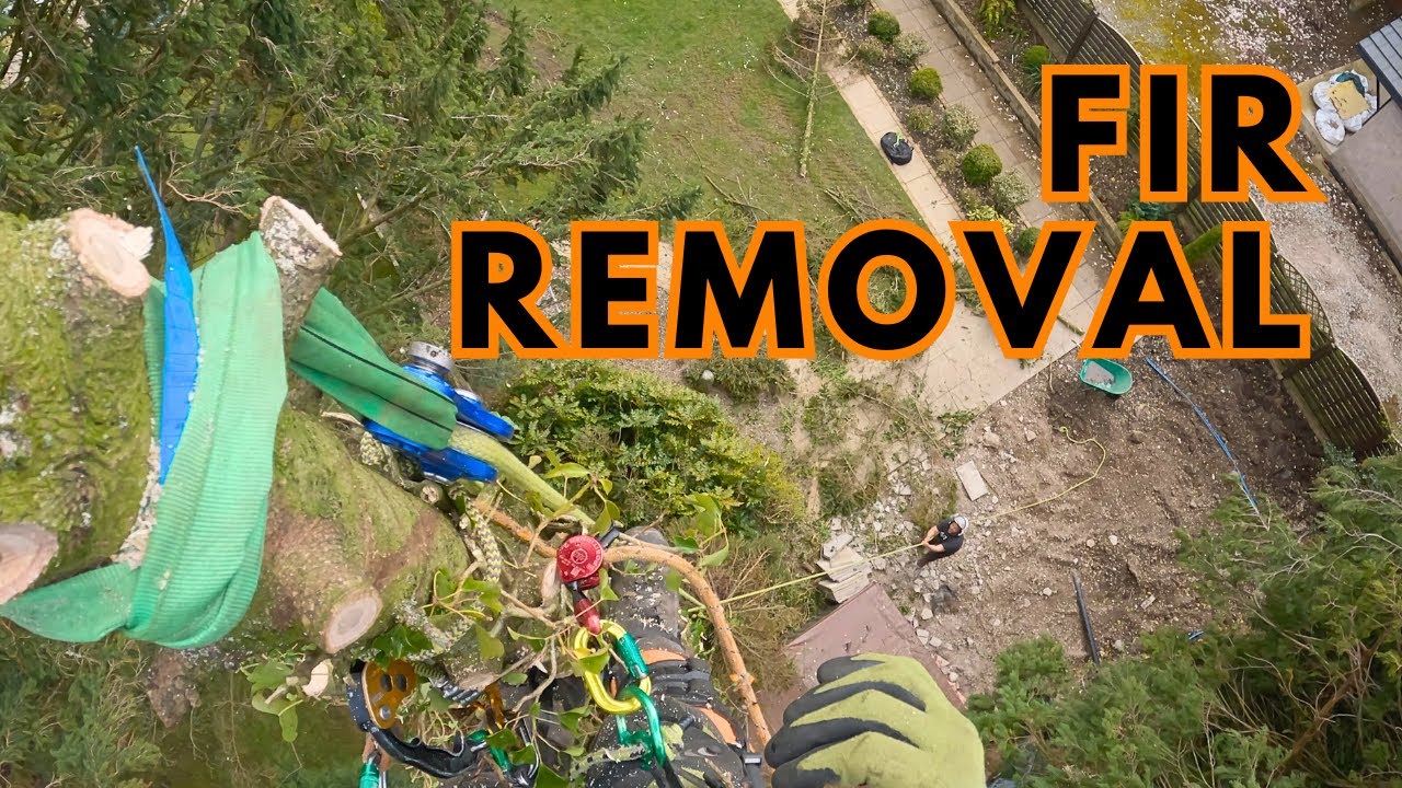 No Limb Walks! Straight Up Fir Removal