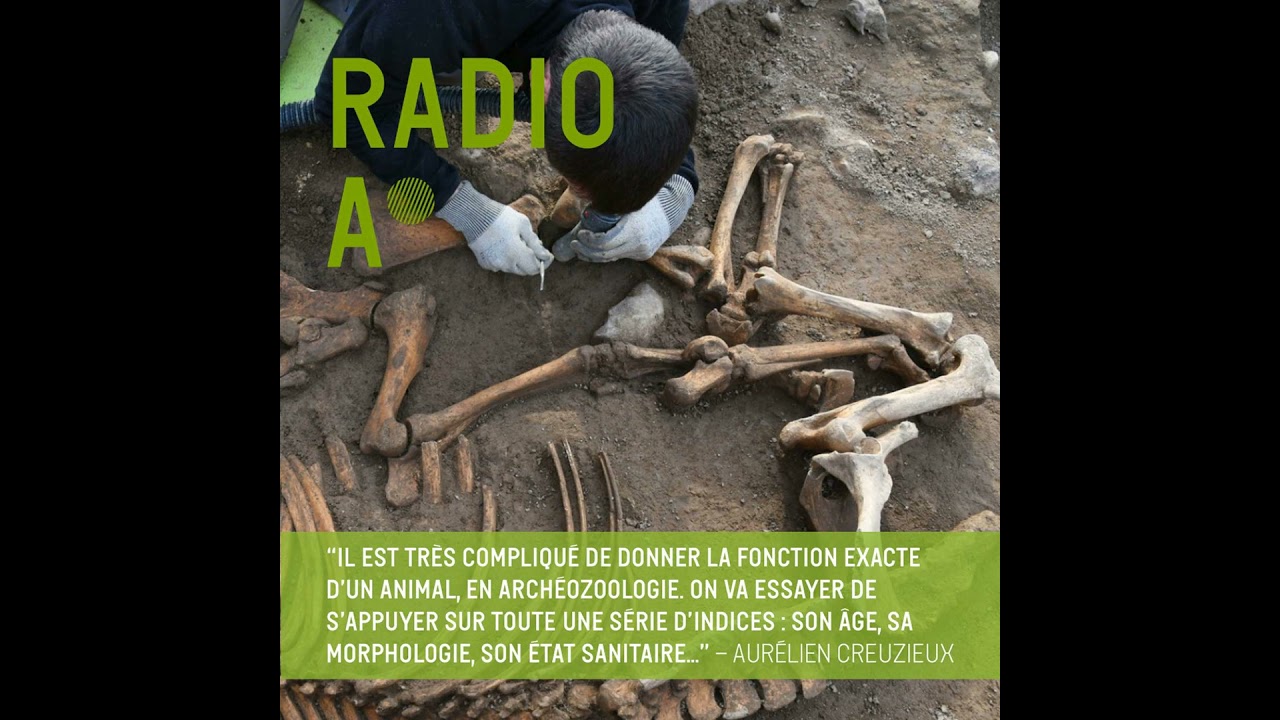 Un cheval sacrifié à Loyasse ?