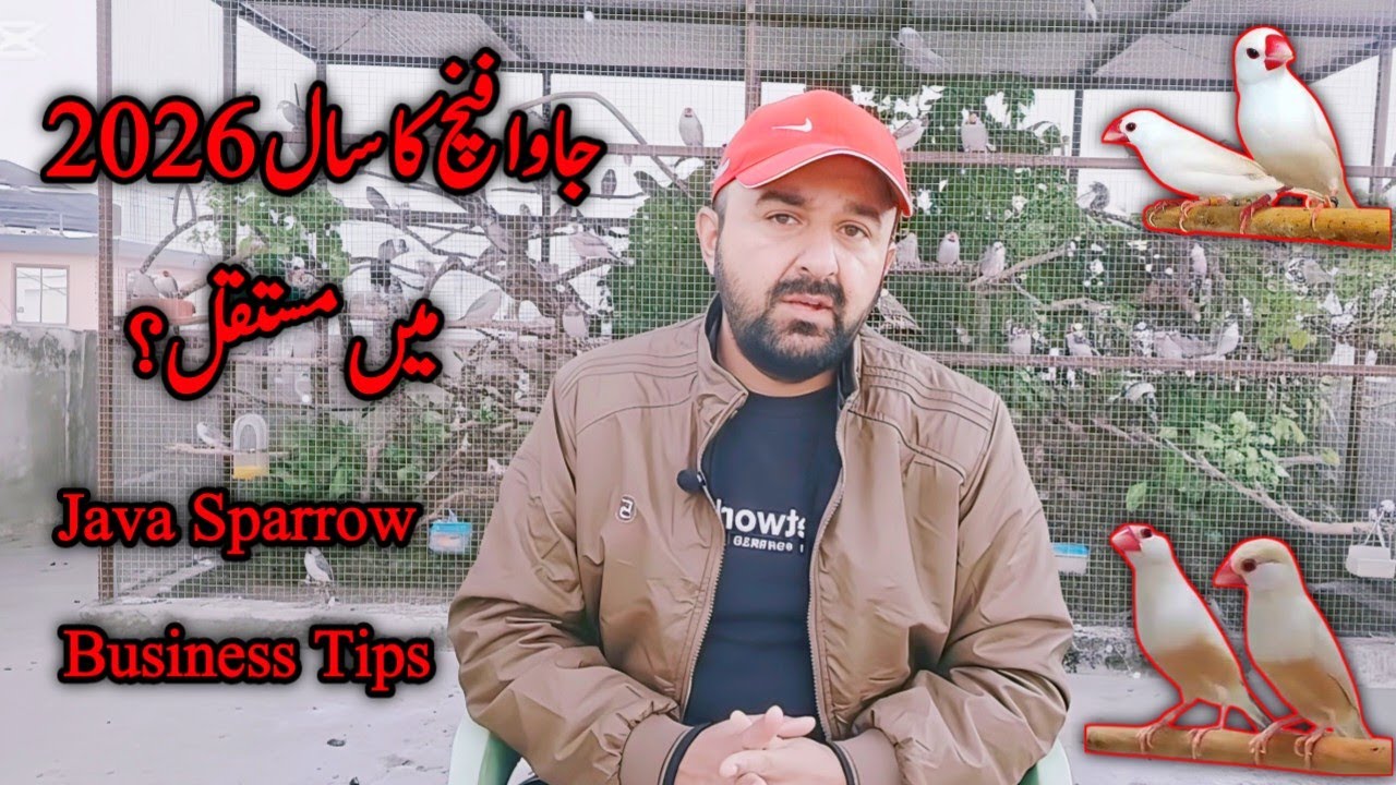 Java Sparrow Business Future In 2026 | Java Finch Business Tips | Mini Zoo Birds 