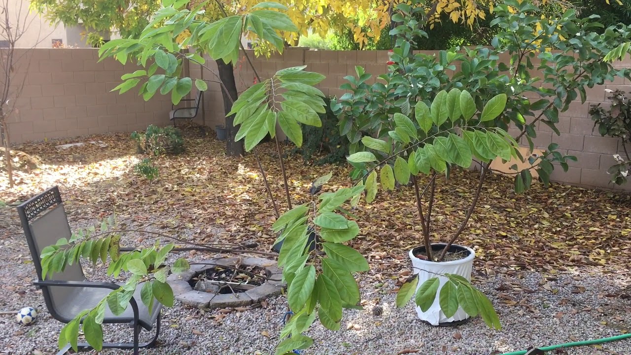 Sugar Apple Tree- Growing Tips