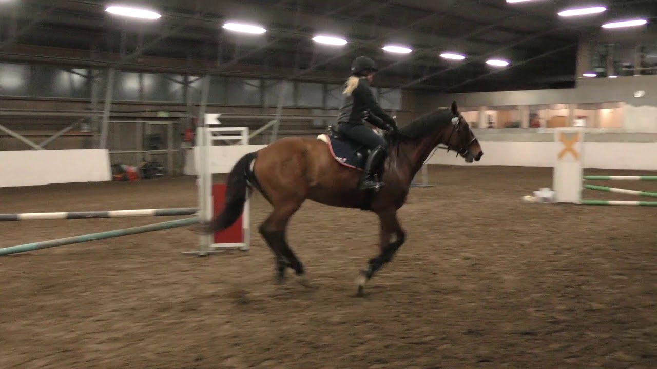 Seppänen Ella & Magic Trick 70cm @ Niihama Riding 27.01.2018
