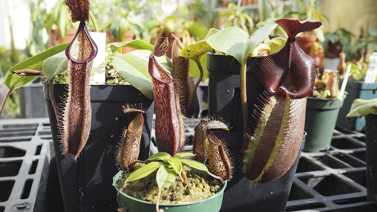 Teil 3 der Nepenthes Tour / Oktober 2022