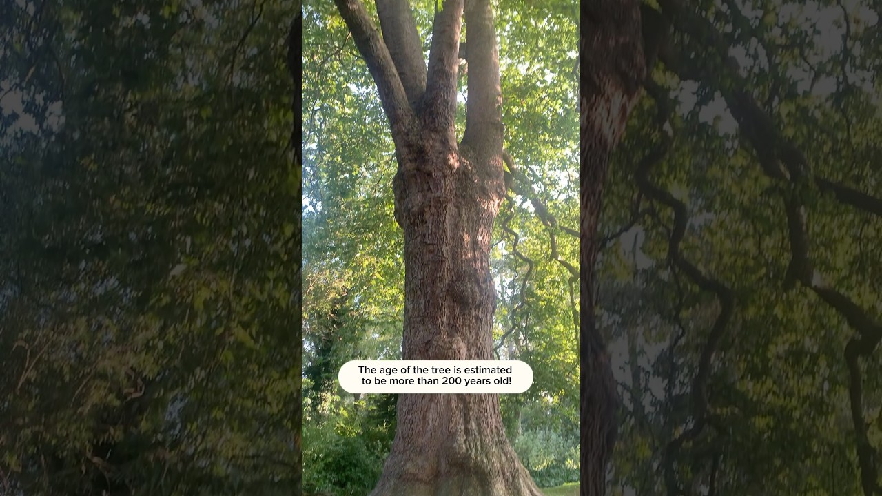 Wow! One of the tallest trees in Britain! 😱 