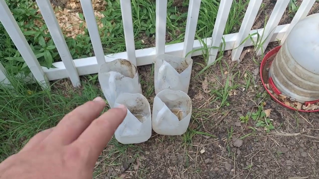 Raising Ducks Without Ponds