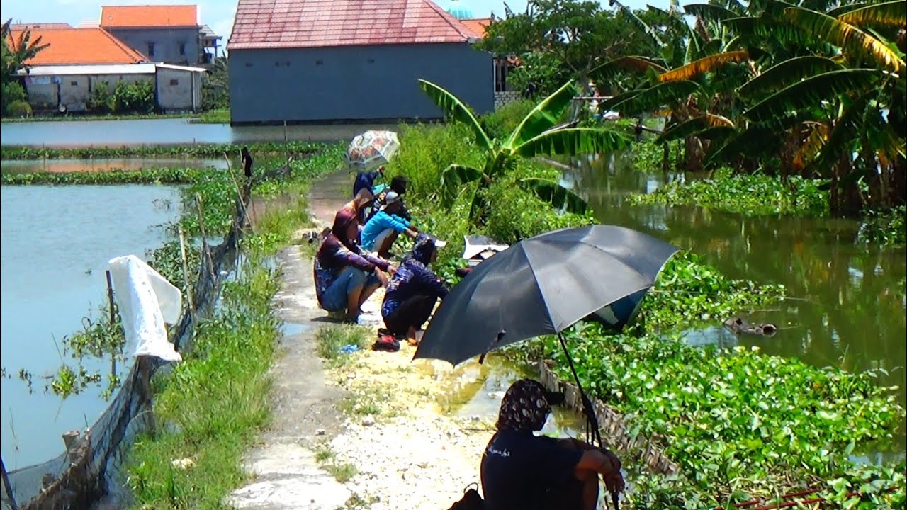Wedan 2026!! Banjirnya makin parah yang mancing ikan mas disini panen ikan mas semua