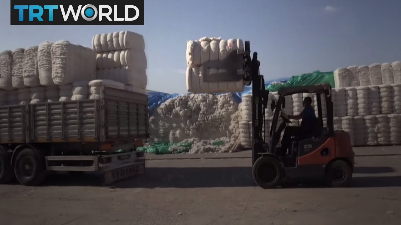 Money Talks: Turkey becomes most efficient producers of non GMO cotton