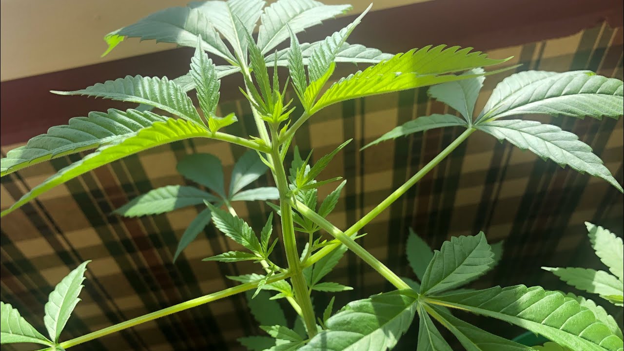 Buddy&rsquo;s Grow #4 ( Maximizing Yield Stage 1 )