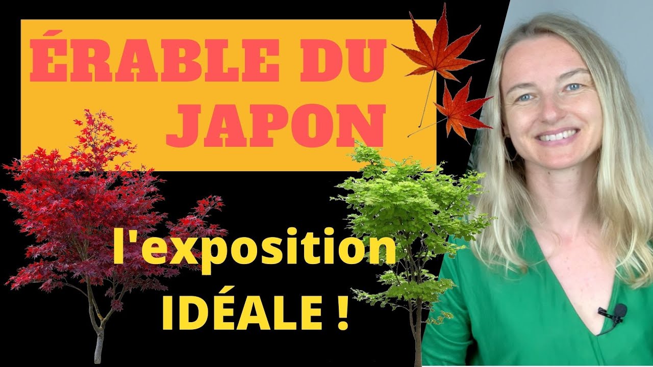 ÉRABLE du JAPON : l'exposition IDÉALE !