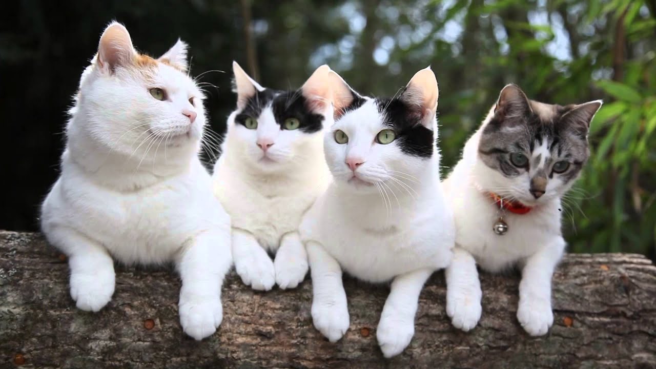 切り株の上の4匹の猫　cats on the stump
