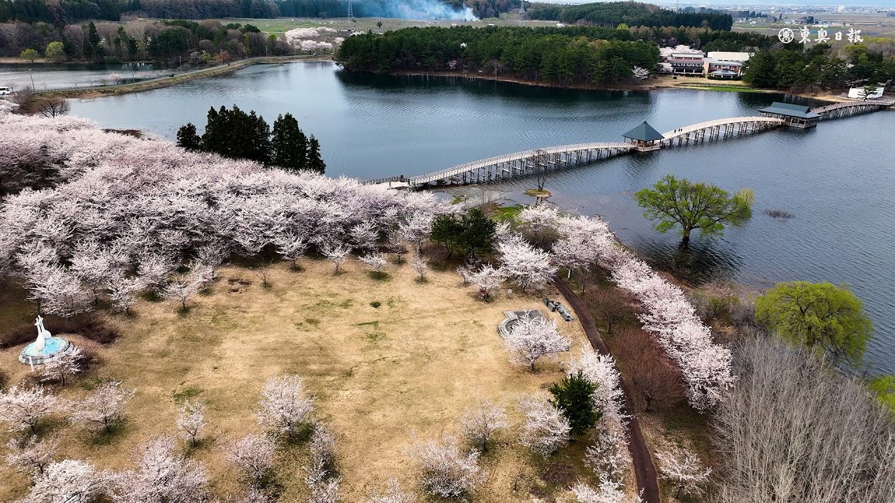 鶴田・津軽富士見湖、桜見ごろ