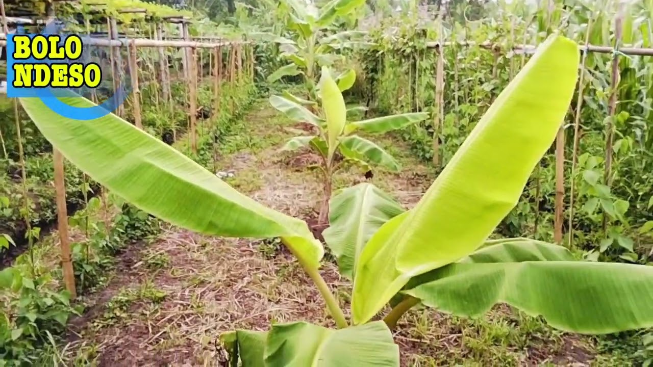Awal Budidaya Pisang 
