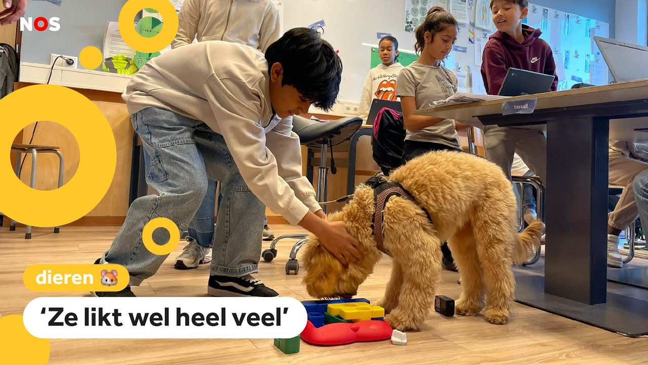 Dierendag! Schoolhond Lola krijgt extra veel aandacht