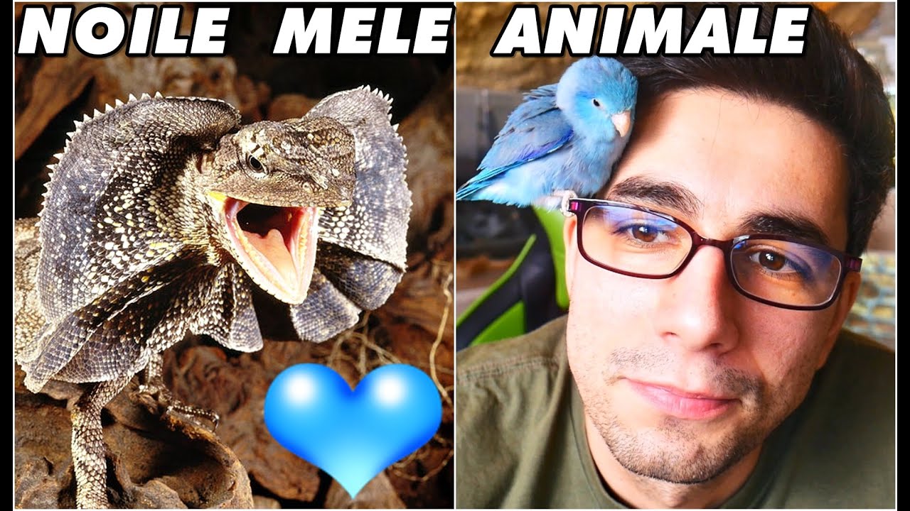 NOUL NOSTRU PAPAGAL ❗🦜 Ce specie este❓ Poate să vorbească? + DRAGONUL GULERAT Australian🦎