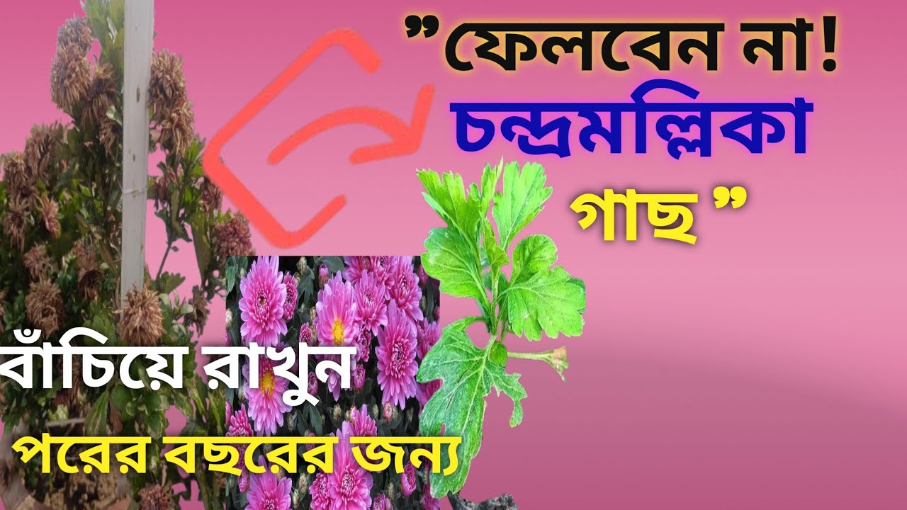 ১টি গাছ থেকে ১০০টি চারা! চন্দ্রমল্লিকা সংরক্ষণ ও পরিচর্যার সেরা গোপন টিপস।/ saving / service