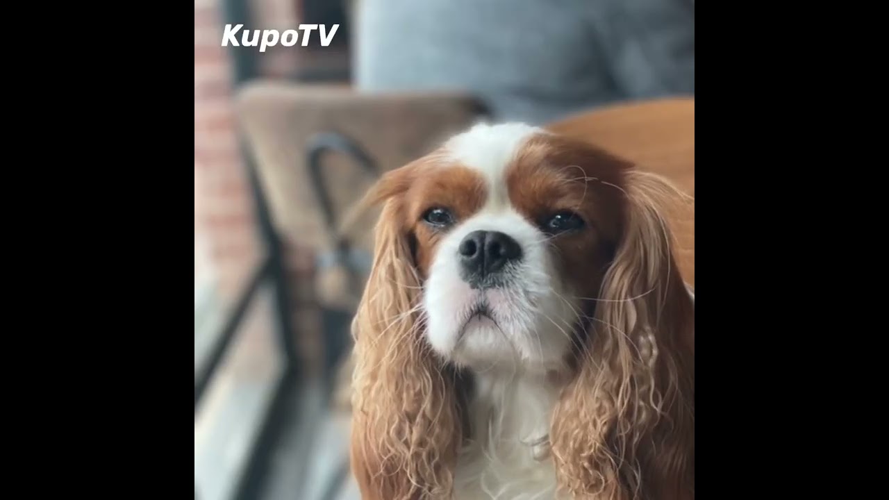 Η αναζήτηση για το χαμένο βασίλειο, Kupo!￼