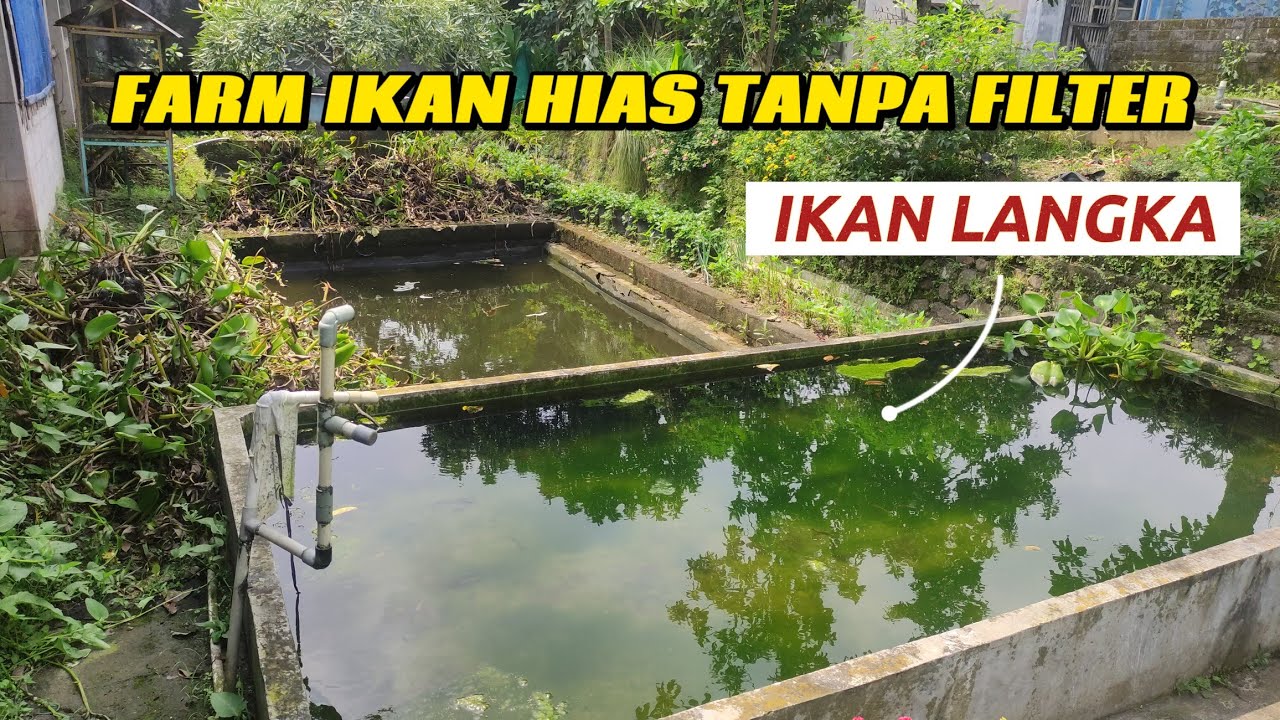 Berkunjung ke Farm Ikan Hias! Rainbow Boesemani, Rasbora Galaxy,Guppy, Lobster dan Platy