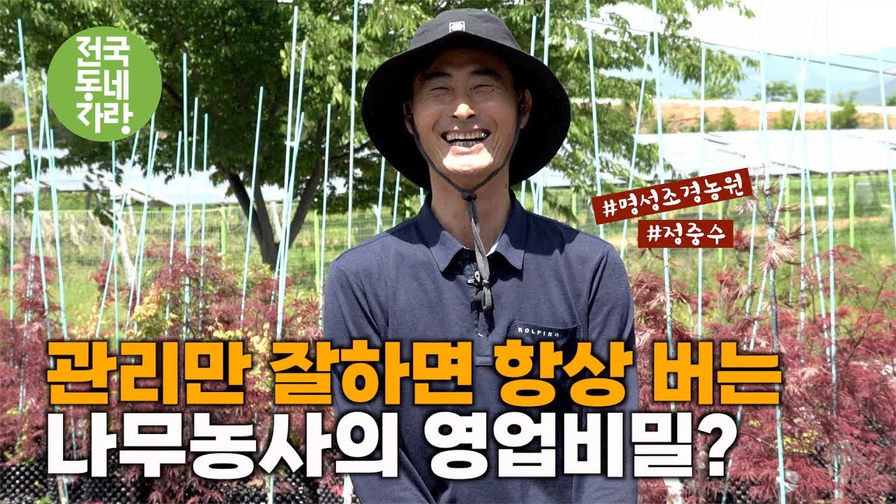 [전국동네자랑 #50] 공작단풍은 노후준비! #명성조경농원 #정중수 #조경수 #느티나무 #팽나무