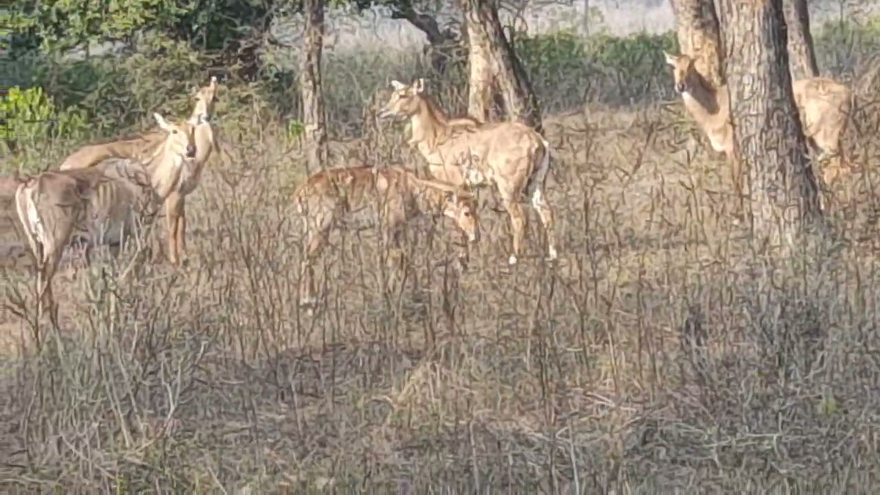 #deerlife