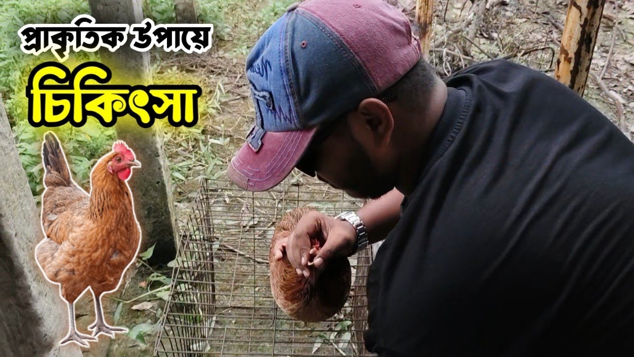 মুরগি টি কে সুস্থ করার চেষ্টা || বিসমিল্লাহ || Trying to heal the chicken || 