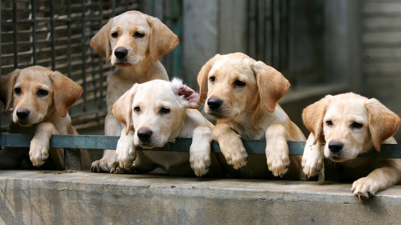 Dog Breeding Practices - What is backyard breeding?