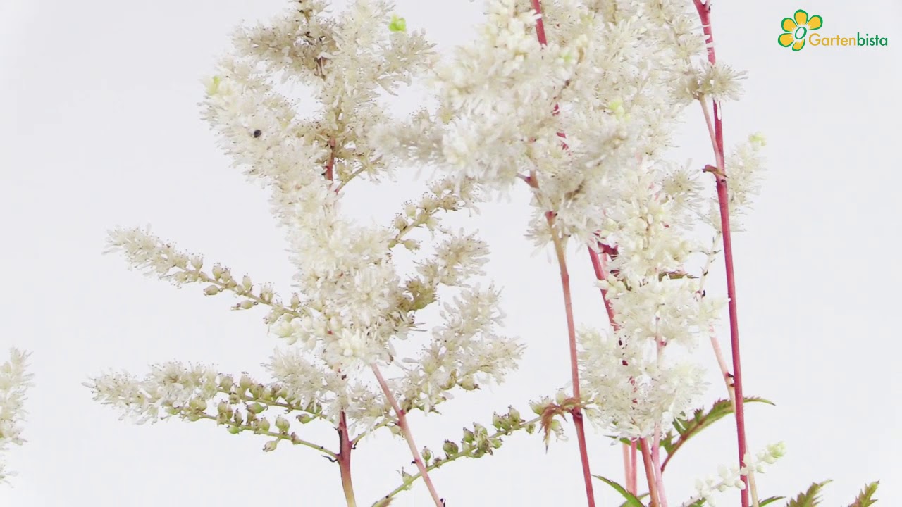 Prachtspiere Astilbe 360 Grad Pflanzenvideo