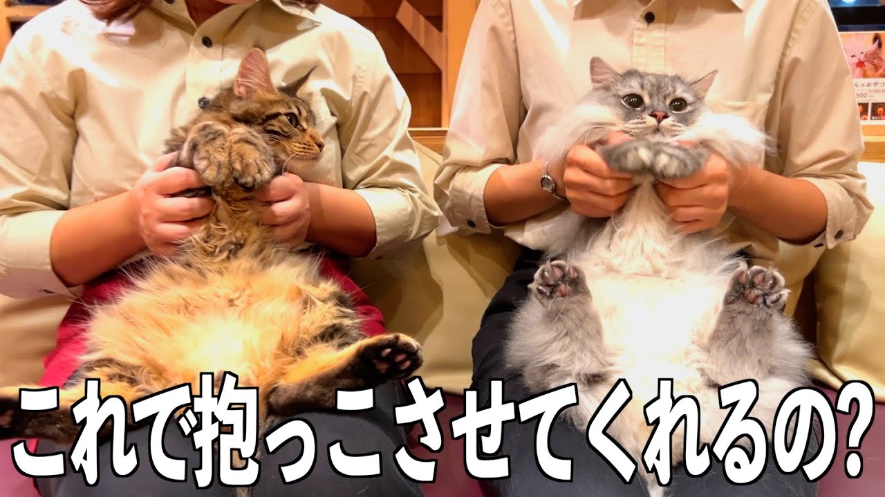 【猫カフェ店長解説】猫が安心してすんなり受け入れちゃう抱っこの仕方教えます