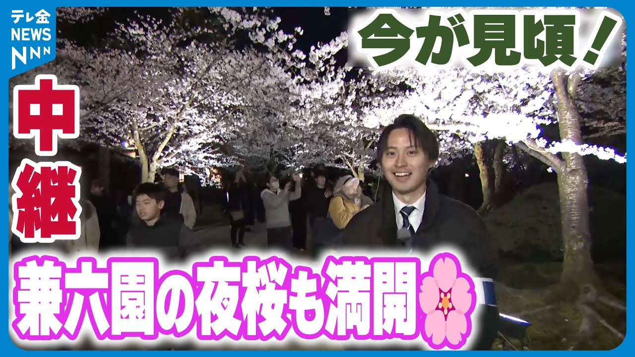 【中継】春爛漫！ サクラ満開の兼六園　ライトアップの夜桜は…無料開園は13日まで延長