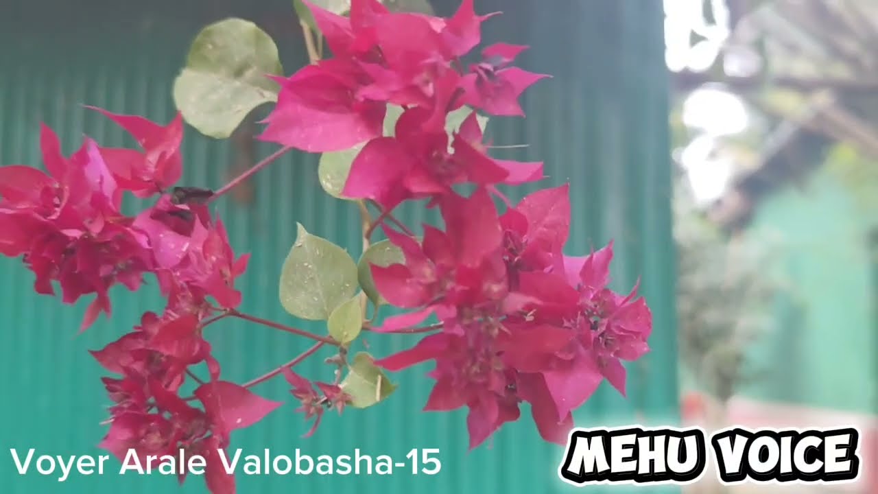  (Part-15) Voyer Arale Valobasha। Mehu Voice