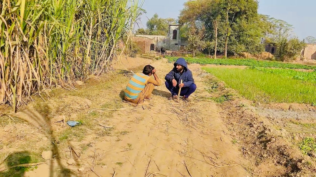 Chudhary Sharat Haar Gaya 😘| Village Life in Sialkot Pakistan | Zia Ahmad Awan 