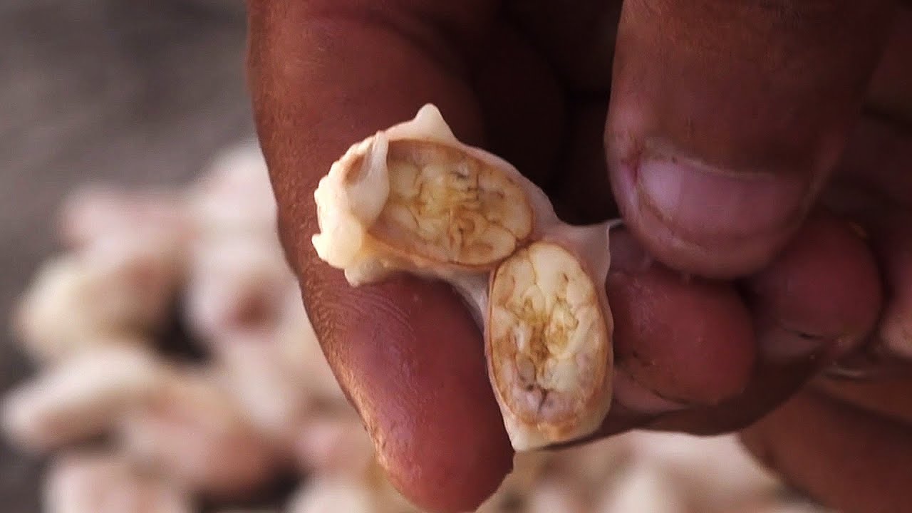 Cocoa Aroma | How is chocolate made?