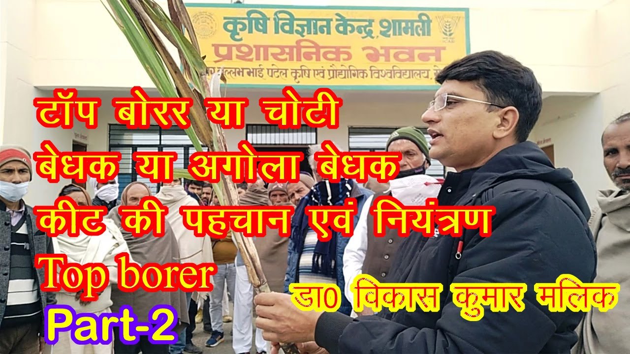 Top borer #Choti bedhak #Agola bedhak keet #Insect ki pehchan aur uska niyantran #Part-2 #Sugarcane