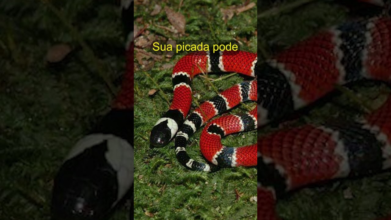 A perigosa Cobra coral verdadeira (Micrurus corallinus)