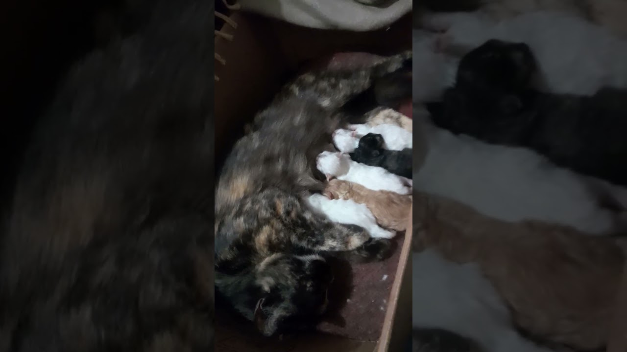 Cat with new born baby's 12/04/2023