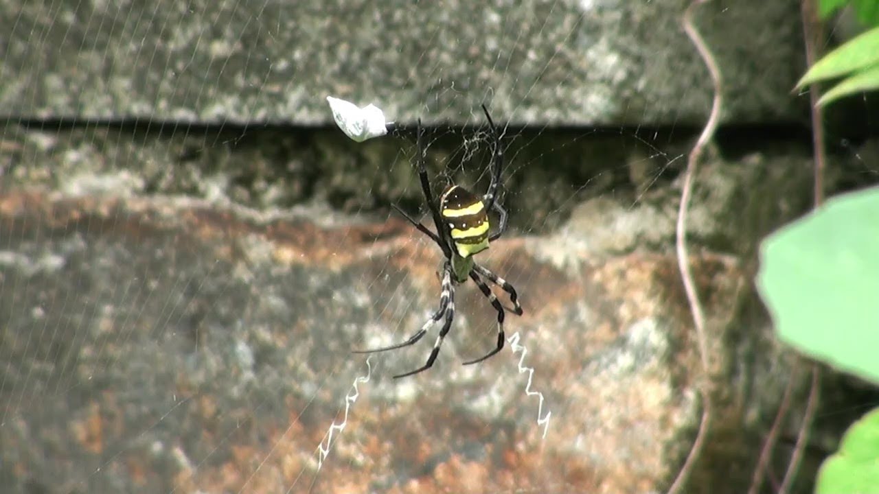 コガネグモ  Argiope amoena