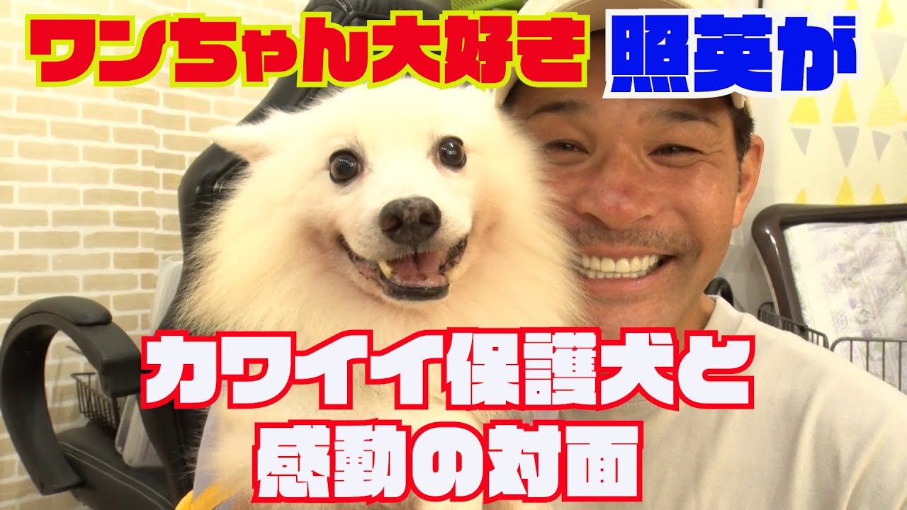 ワンちゃん大好き照英がカワイイ保護犬たちと感動の対面！チワワ＆トイプードル＆ボストンテリア＆スピッツ！