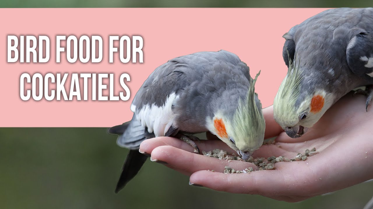 5 Best Bird Food for Cockatiels