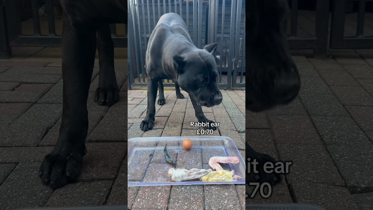 Cost of feeding panther breakfast ?