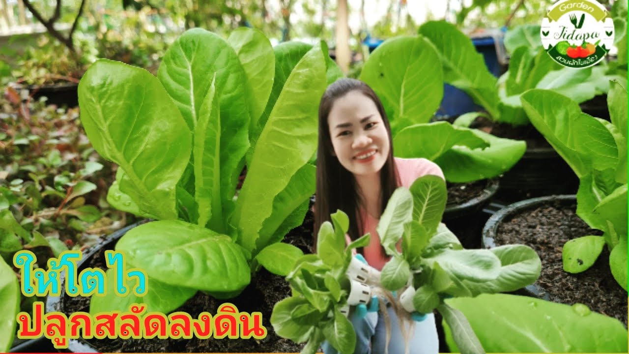 วิธีปลูกสลัดลงดิน  ใช้ต้นกล้าจากผักไฮโดรโปนิกส์ พร้อมเผยสูตรปรุงดินปลูกพืชผักง่ายๆ ปลูกได้ทุกอย่าง